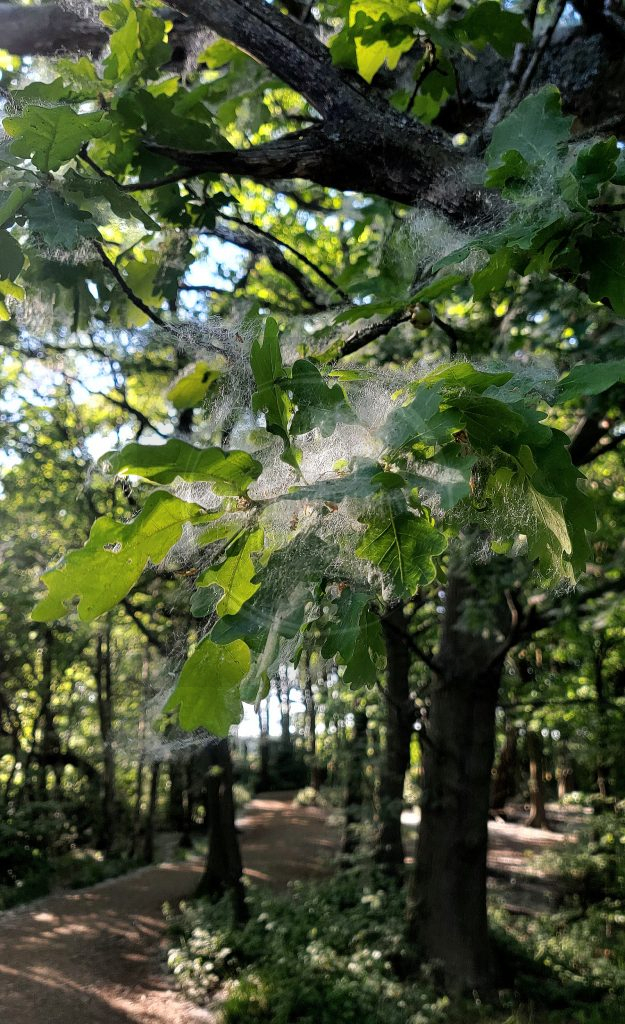 Hairy Oak