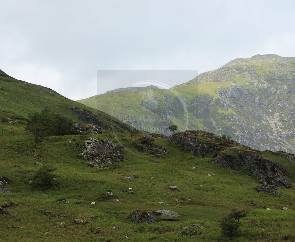 north wales hills tree scenic view